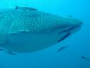 Whale shark